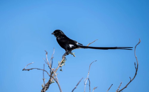 Magpie shrike (Urolestes melanoleucus), also known as African long-tailed shrike, sitting on a
