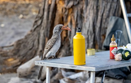 Rocky Mountain Hornbill (Lophoceros bradfieldi) sitting on a camping table looking for food,