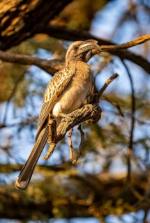 Grey Hornbill (Lophoceros nasutus) (Tockus nasutus), sitting on a branch in the evening light,