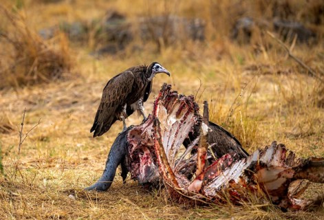 Black-capped vulture (Necrsoyrtes monachus) feeding on the remains of a dead Cape buffalo carcass,