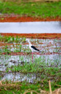 Black-winged Black-winged Stilt (Himantopus himantopus) foraging on the shore of a lake, Okavango