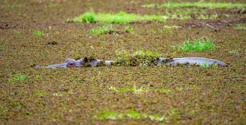 Hippopotamus (Hippopatamus amphibius), in a lake densely overgrown with aquatic plants, Okavango