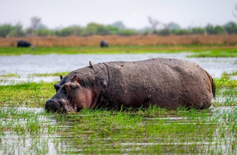 Hippopotamus (Hippopatamus amphibius), grazing in the shallow water of a lake, Okavango Delta,