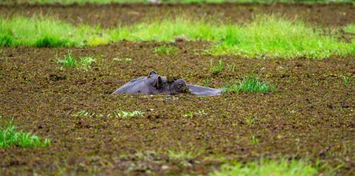 Hippopotamus (Hippopatamus amphibius), only the head looks out of the water, in a lake densely