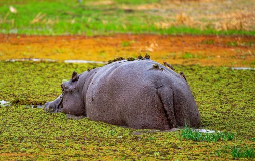 Hippopotamus (Hippopatamus amphibius), from behind, in a lake densely overgrown with aquatic