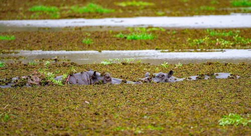 Two hippos (Hippopatamus amphibius), in a lake densely overgrown with aquatic plants, Okavango