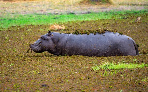 Hippopotamus (Hippopatamus amphibius), young animal in a lake densely overgrown with aquatic