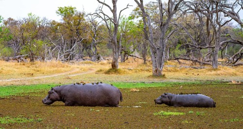 Hippos (Hippopatamus amphibius), in a lake densely overgrown with aquatic plants, mother and young
