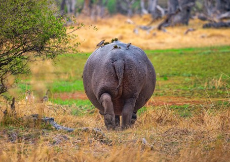 Hippopotamus (Hippopatamus amphibius), from behind, Po, Okavango Delta, Moremi Game Reserve,