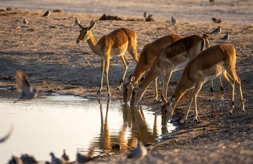 Impalas (Aepyceros melampus) drinking at a waterhole, in the evening light, Savuti, Chobe National