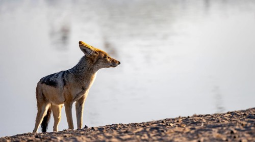 Black-backed jackal (Canis mesomelas), at the waterhole, in the evening light, Savuti, Chobe