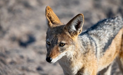 Black-backed jackal (Canis mesomelas), animal portrait, Savuti, Chobe National Park, Botswana