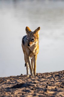 Black-backed jackal (Canis mesomelas), at the waterhole, in the evening light, Savuti, Chobe