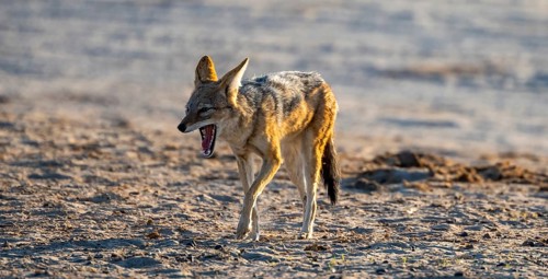 Black-backed jackal (Canis mesomelas), yawning, Savuti, Chobe National Park, Botswana