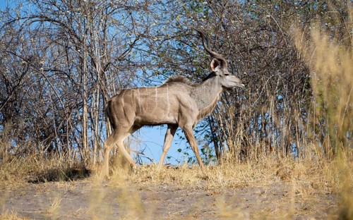 Greater kudu (Tragelaphus strepsiceros), adult male, Savuti, Chobe National Park, Botswana