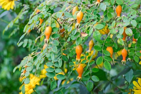Rose hips among thick foliage, natural garden landscape, North Rhine-Westphalia, Germany