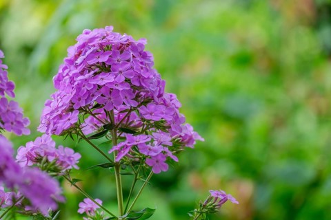 Flame flower (Phlox), North Rhine-Westphalia, Germany