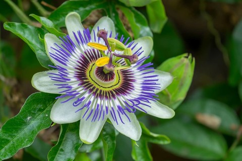 Blossom of the passion flower (Passiflora), North Rhine-Westphalia, Germany
