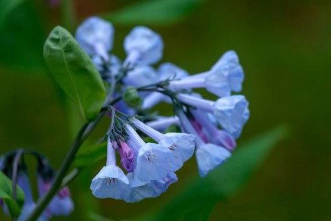 Mertensia virginica, Bluebell, The Netherlands