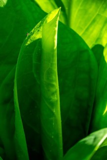 Rolled leaf of a hosta, the Netherlands