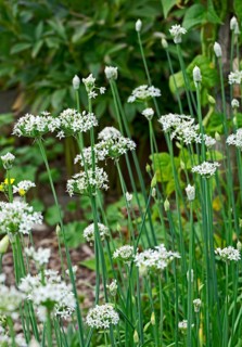 Garlic flower (Allium sativum), North Rhine-Westphalia, Germany