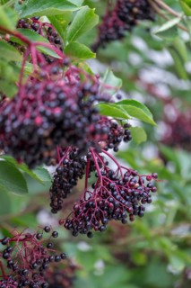 Sambucus nigra (Sambucus nigra), North Rhine-Westphalia, Germany