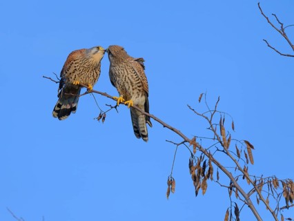 Pair of kestrels (Falco tinnunculus) cuddling. Berlin, Germany