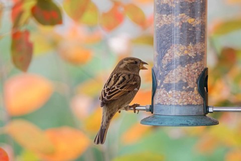 Sparrow eating seeds from a feeder. seasonal bird feeding. Bad Salzschlirf, Hessen, Germany