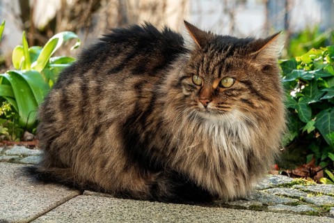 Cat, Norwegian Forest Cat, Baden-Württemberg, Germany