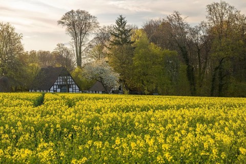 Lower Saxony farmhouse with black and white timbering surrounded by blooming rapeseed fields in an