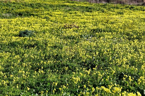 Carpet of flowers, yellow flower meadow in winter, Bermuda buttercup (Oxalis pes-caprae), Segesta,