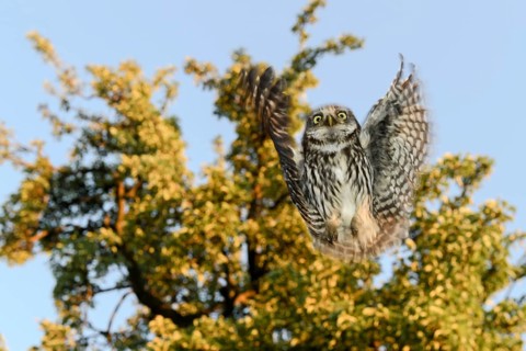 A little owl (Athene noctua) flies in front of a tree in the blue sky, Teutoburg Forest, Lower