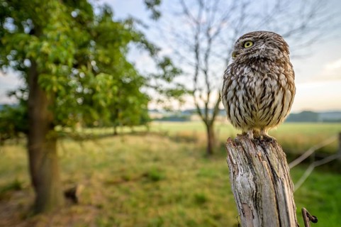 Little owl (Athene noctua) sitting on a post, surrounded by green landscape and tree on a meadow