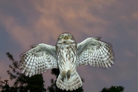 A little owl (Athene noctua) flies in the dark through the night in front of a tree in the sky,