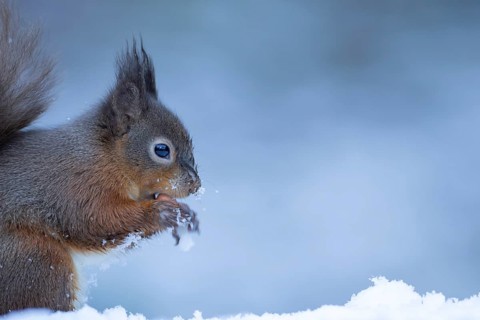 Red squirrel (Sciurus vulgaris) adult animal eating a nut in a snow covered woodland in winter,