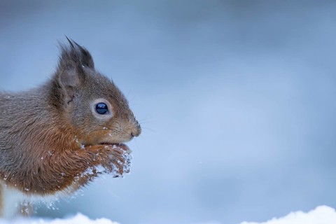 Red squirrel (Sciurus vulgaris) adult animal eating a hazel nut in a snow covered woodland in