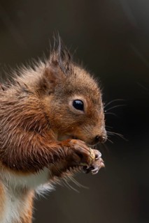 Red squirrel (Sciurus vulgaris) adult animal soaking wet eating a nut in a rain storm, England,