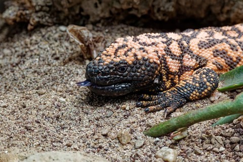 Animal portrait, Gila crustose lizard (Heloderma suspectum), representative of the crustose lizards