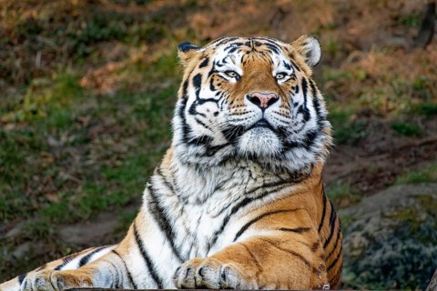 Siberian tiger (Panthera tigris altaica) or Amur tiger, animal portrait, captive, occurrence river
