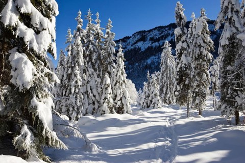 Snow-covered spruce trees (Pica abies), winter landscape in the Bavarian Alps, Upper Bavaria,