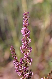Flowering heather (Calluna vulgaris), heather, Trupacher Heide nature reserve, Siegen, North