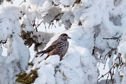 Nutcracker (Nucifraga caryocatactes), on snow-covered spruce in winter, Upper Bavaria, Germany