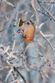 Waxwing (Bobycilla garrulus) eating berries of snowball (Viburnum opulus), hoarfrost, winter,