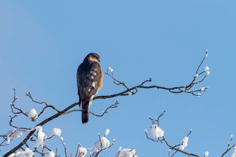 Sparrowhawk (Accipiter nisus), tercel, male in winter, sitting, Upper Bavaria, Germany