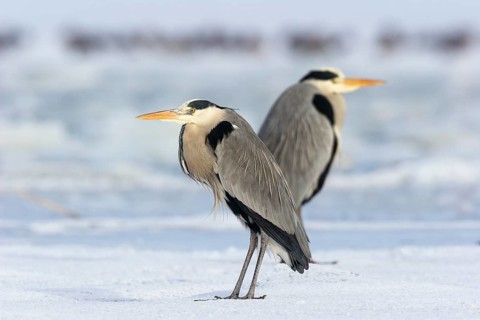 Two grey herons (Ardea cinerea), standing on ice, winter, Baltic Sea, Usedom, Mecklenburg-Western
