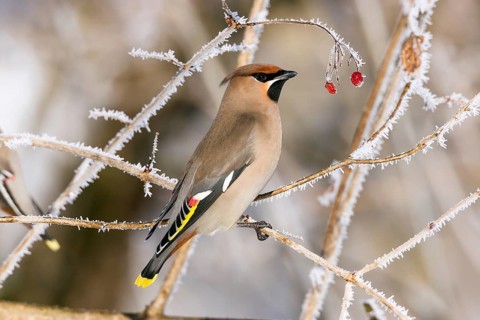 Waxwing (Bobycilla garrulus) sitting in snowball (Viburnum opulus), hoarfrost, winter, winter