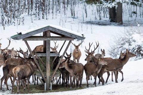 Red deer (Cervus elaphus) at feeding trough, game feeding in winter with snow, Upper Bavaria,