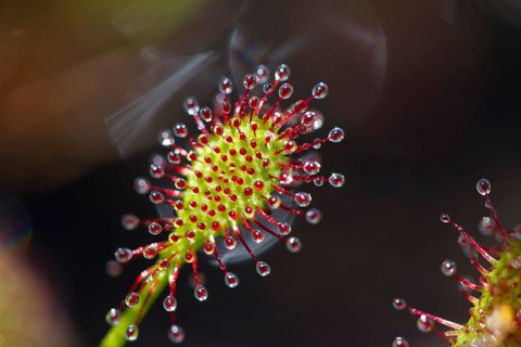 Oblong-leaved sundew (Drosera intermedia), leaves with adhesive glands, bog, raised bog, Upper