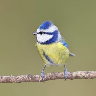 Blue tit (Parus caeruleus), sitting on a branch, Wilnsdorf, North Rhine-Westphalia, Germany