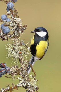 Great tit (Parus major), sitting on a branch in a blackthorn bush, (Prunus spinosa), sloes, with
